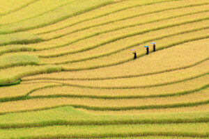 campo di riso